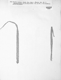 Puccinia coronata image